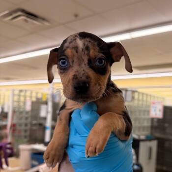 Mixed Breed Dogs Available for Adoption - Smore