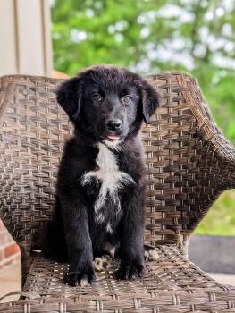 Retriever and Great Pyrenees Dogs Available for Adoption in Warwick, Rhode Island - Teddy EB In MS | PetCurious