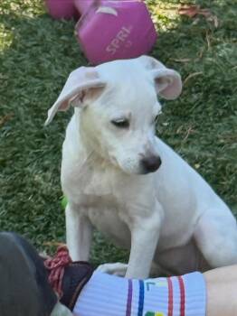 Luna -  Terrier and Hound Dog for Adoption in Sunnyvale, California - Luna | PetCurious