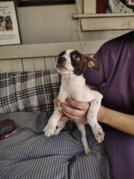 Sound Pups (SIGH) -  Terrier Dog for Adoption in Fort Worth, Texas - Sound Pups (SIGH) | PetCurious