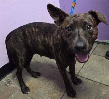 61546197 -  Pit Bull Terrier and Mixed Breed Dog for Adoption in El Paso, Texas - 61546197 | PetCurious