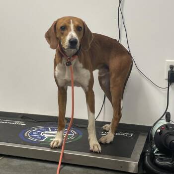 Red -  Mixed Breed Dog for Adoption in Dickinson, Texas - Red | PetCurious