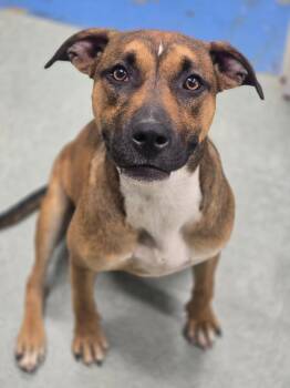 Laverne -  Mixed Breed Dog for Adoption in Danielsville, Georgia - Laverne | PetCurious