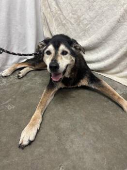 ARCHIBALD -  German Shepherd Dog and Mixed Breed Dog for Adoption in Rosenberg, Texas - ARCHIBALD | PetCurious