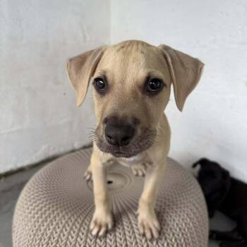 Boxer and Labrador Retriever Dogs Available for Adoption - Rip Curl | PetCurious