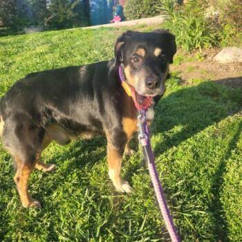 Jack Russell Terrier and Cocker Spaniel Dogs Available for Adoption in Frankfort, Kentucky - Bradley 5753 D | PetCurious