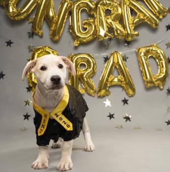 Charlie -  Mixed Breed Dog for Adoption in Fort Worth, Texas - Charlie | PetCurious