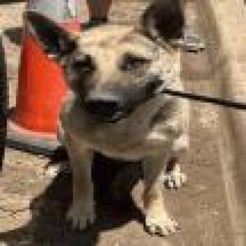 Stanley -  German Shepherd Dog Dog for Adoption in Denver, Colorado - Stanley | PetCurious