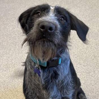 Mixed Breed Dogs Available for Adoption in Lansing, Michigan - Antman | PetCurious