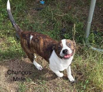 Rescue Boston Terrier Dogs for Adoption in Waunakee, Wisconsin - Chungus | PetCurious