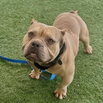 Bulldozer -  American Bulldog Dog for Adoption in Walnut Creek, California - Bulldozer | PetCurious