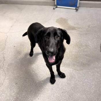 Duque 3854 -  Great Dane and Mixed Breed Dog for Adoption in Loxahatchee Groves, Florida - Duque 3854 | PetCurious
