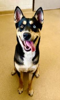 Australian Kelpie and Mixed Breed Dogs Available for Adoption in Derwood, Maryland - WALDO | PetCurious