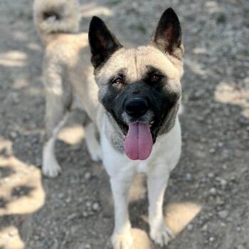 Lila -  Akita Dog for Adoption in Buffalo, New York - Lila | PetCurious