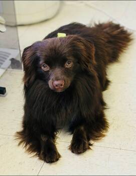 Samson -  Pomeranian Dog for Adoption in Edmonton, Alberta - Samson | PetCurious