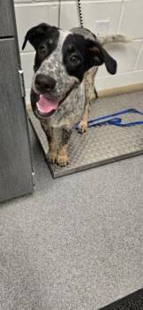 Delilah -  Australian Cattle Dog Blue Heeler and Bluetick Coonhound Dog for Adoption in Daphne, Alabama - Delilah | PetCurious