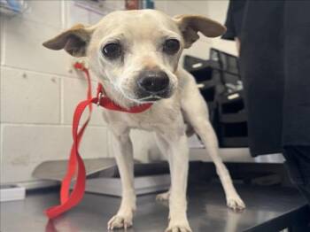 Chihuahua and Mixed Breed Dogs Available for Adoption - CRIS | PetCurious