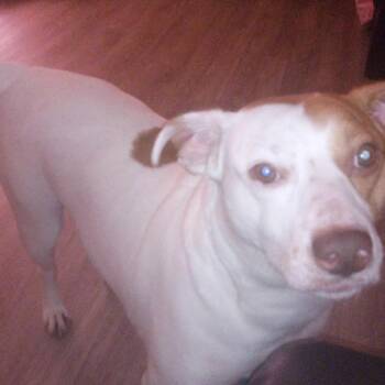 Kylo -  Mixed Breed Dog for Adoption in Bristol, Indiana - Kylo | PetCurious