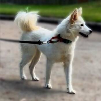 Rescue American Eskimo Dog and Husky Dogs for Adoption in Houston, Texas - Clover | PetCurious