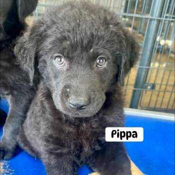 Labrador Retriever Dogs Available for Adoption - Pippa | PetCurious