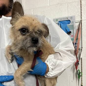 Toto -  Pug and Terrier Dog for Adoption in Edinburg, Texas - Toto | PetCurious