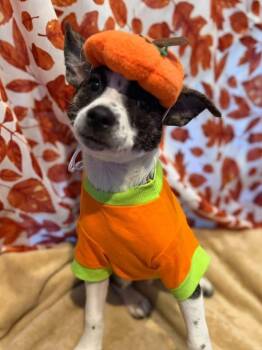 Ruler -  Chihuahua Dog for Adoption in Dunmore, Pennsylvania - Ruler | PetCurious