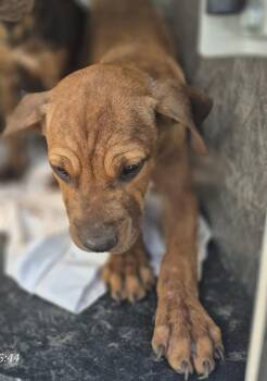 CROSS -  Hound Dog for Adoption in San Antonio, Texas - CROSS | PetCurious