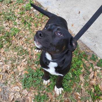Mixed Breed Dogs Available for Adoption in Englewood, Florida - Obsidian | PetCurious