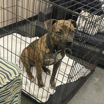 Mixed Breed Dogs Available for Adoption in Dickinson, Texas - Lenny | PetCurious