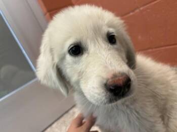 EGRET -  Great Pyrenees and Husky Dog for Adoption in Pueblo, Colorado - EGRET | PetCurious