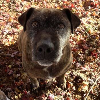 Rescue Plott Hound and Labrador Retriever Dogs for Adoption in Washburn, Missouri - Stormy | PetCurious