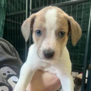 Hound and Mixed Breed Dogs Available for Adoption in Fredericksburg, Virginia - Desperate Bicycle | PetCurious