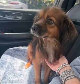 Harry - The Lovable Fluff Ball -  Cocker Spaniel and Collie Dog for Adoption in Carolina, Carolina - Harry - The Lovable Fluff Ball | PetCurious