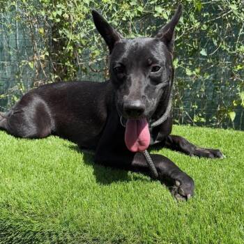 Petrie -  Labrador Retriever and Shepherd Dog for Adoption in Harlingen, Texas - Petrie | PetCurious