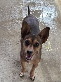 Silk -  Chihuahua and Terrier Dog for Adoption in New York, New York - Silk | PetCurious