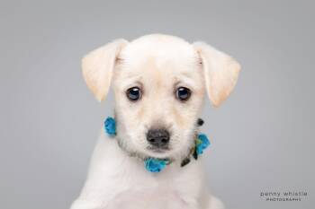 Victory -  Terrier Dog for Adoption in Coppell, Texas - Victory | PetCurious