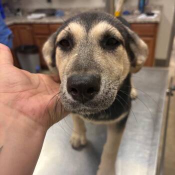Kira -  Shepherd and Mixed Breed Dog for Adoption in West Point, Mississippi - Kira | PetCurious
