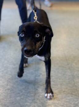 Lady Sparklebutt -  Staffordshire Bull Terrier Dog for Adoption in Kalamazoo, Michigan - Lady Sparklebutt | PetCurious