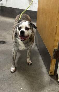 KOLTER -  English Bulldog Dog for Adoption - KOLTER | PetCurious