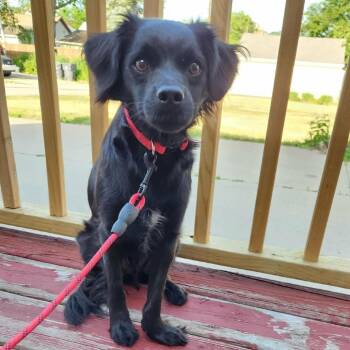 Bowie -  Spaniel and Mixed Breed Dog for Adoption in Alma, Wisconsin - Bowie | PetCurious