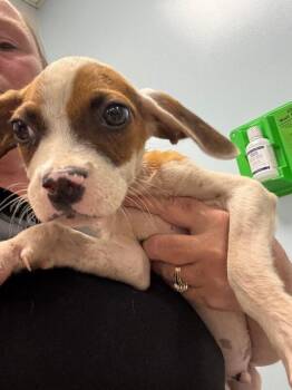 Ezra -  Mixed Breed Dog for Adoption in Mobile, Alabama - Ezra | PetCurious