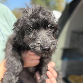 Jet -  Labrador Retriever and Terrier Dog for Adoption in Columbia, South Carolina - Jet | PetCurious