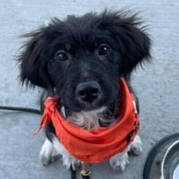 Gelato -  Mixed Breed Dog for Adoption in Buffalo, Minnesota - Gelato | PetCurious