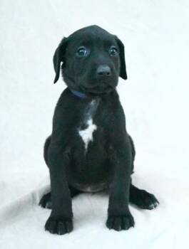 Rescue Labrador Retriever and Mixed Breed Dogs for Adoption in Morton Grove, Illinois - Lucy | PetCurious