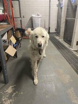 MARIGOLD -  Great Pyrenees Dog for Adoption in Stockton, California - MARIGOLD | PetCurious