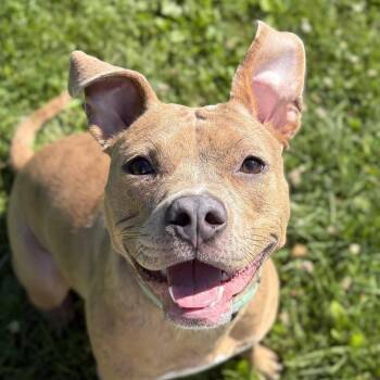 Bridget -  Terrier Dog for Adoption in Jefferson, Wisconsin - Bridget | PetCurious