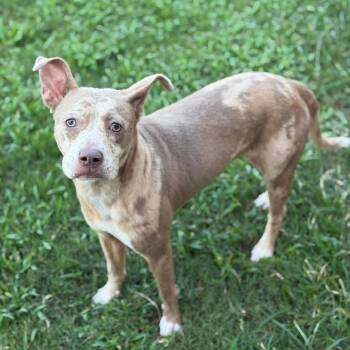 Chloe -  Catahoula Leopard Dog and Mixed Breed Dog for Adoption in Brownsboro, Alabama - Chloe | PetCurious