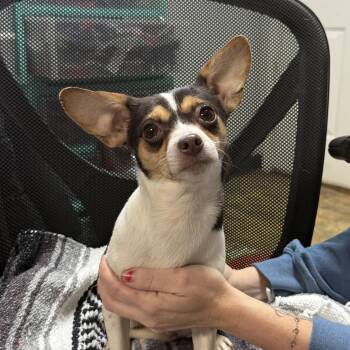 Jack Russell Terrier and Chihuahua Dogs Available for Adoption - Cardinal | PetCurious