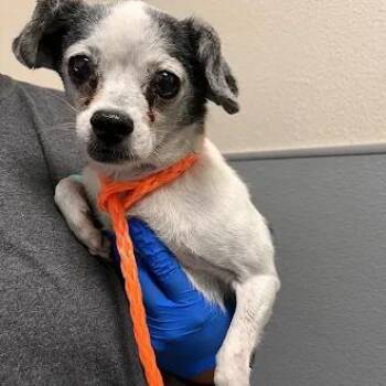 BREADSTICK -  Chihuahua Dog for Adoption in Las Vegas, Nevada - BREADSTICK | PetCurious
