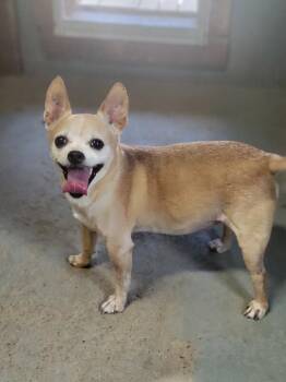 Hercules -  Chihuahua Dog for Adoption in Severance, Colorado - Hercules | PetCurious